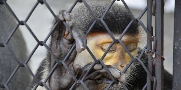 Lutte contre le trafic d'animaux sauvages