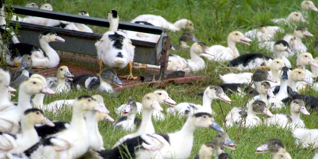 Des canards en plein air dans un élevage d'Aquitaine