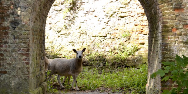 Mouton boulonnais