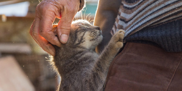 Chat et homme