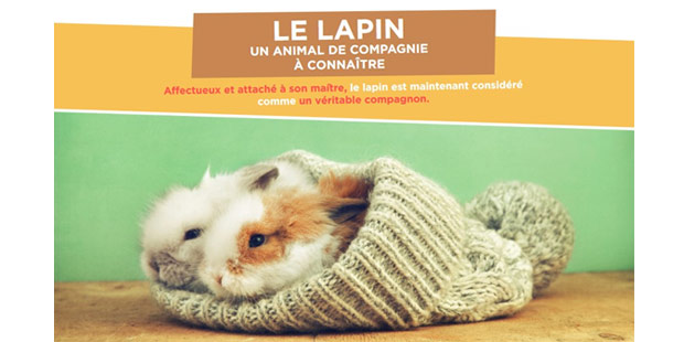 dépliant lapin TVM