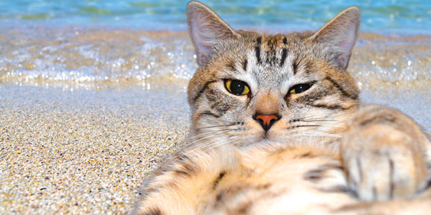 Un chat allongé sur une plage