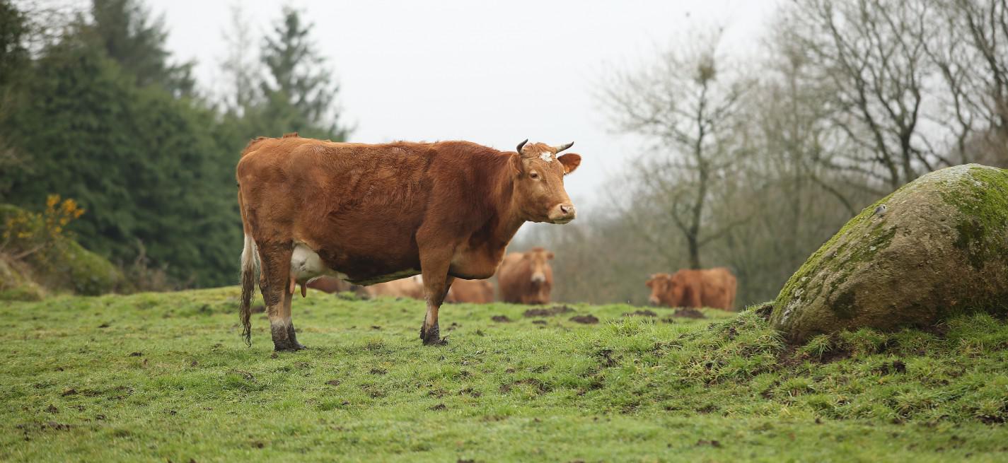 vache Froment du Léon