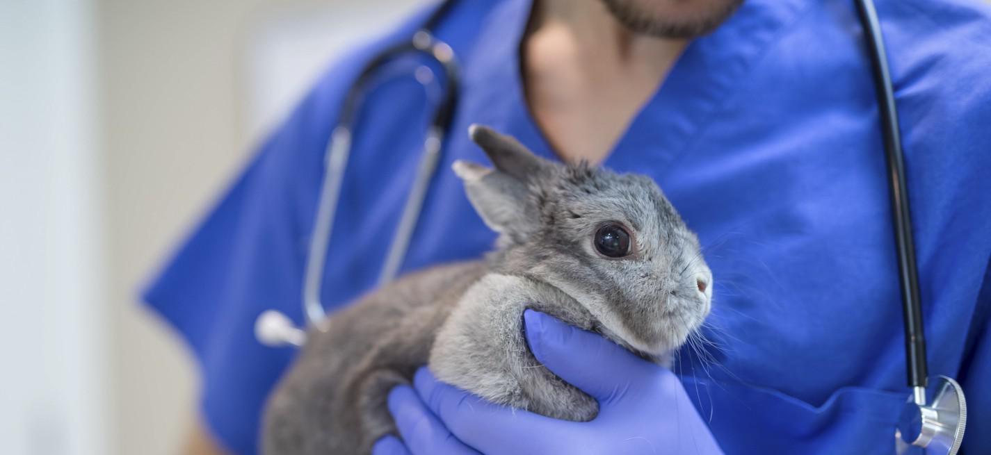 Vétérinaire et lapin