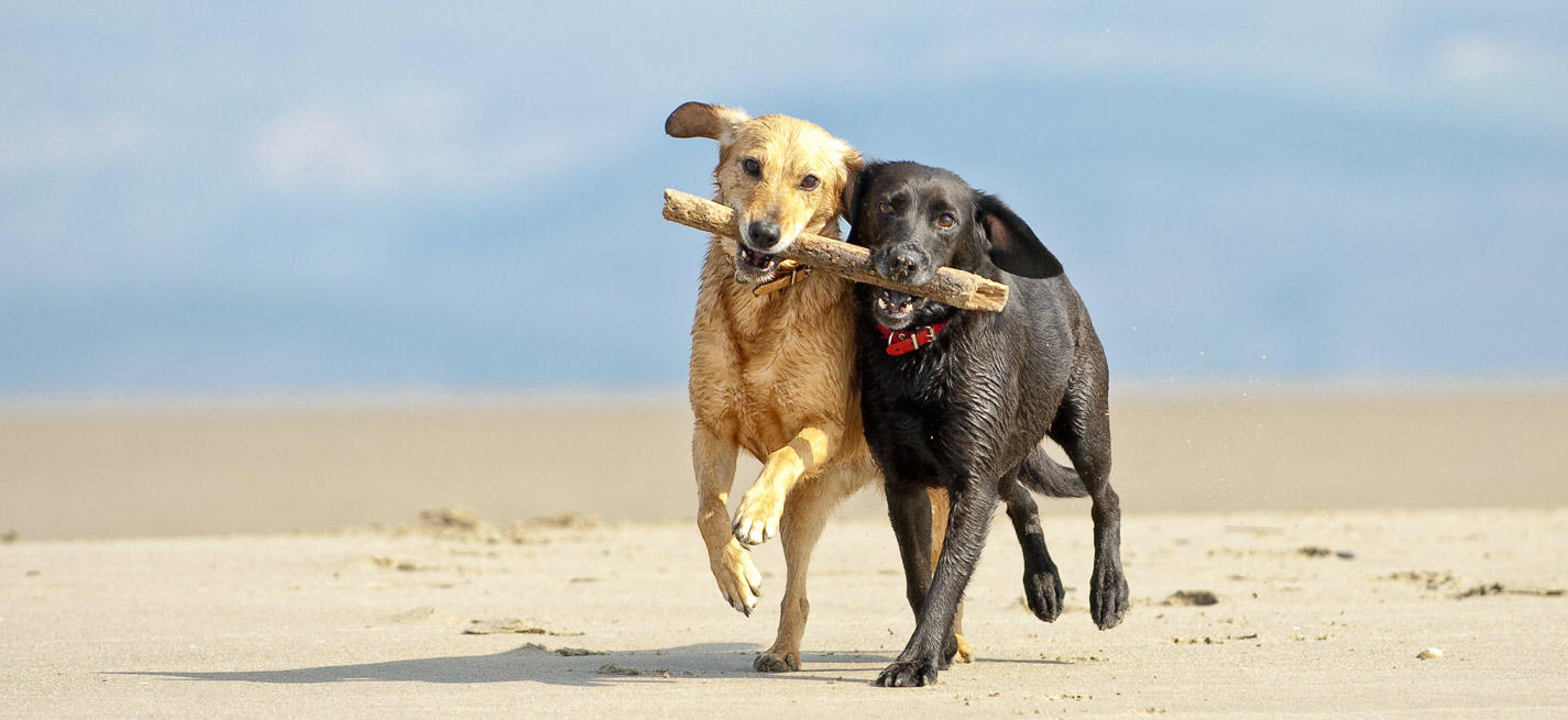 Chiens sur la plage