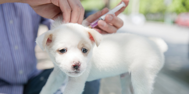 Vaccination d'un chien