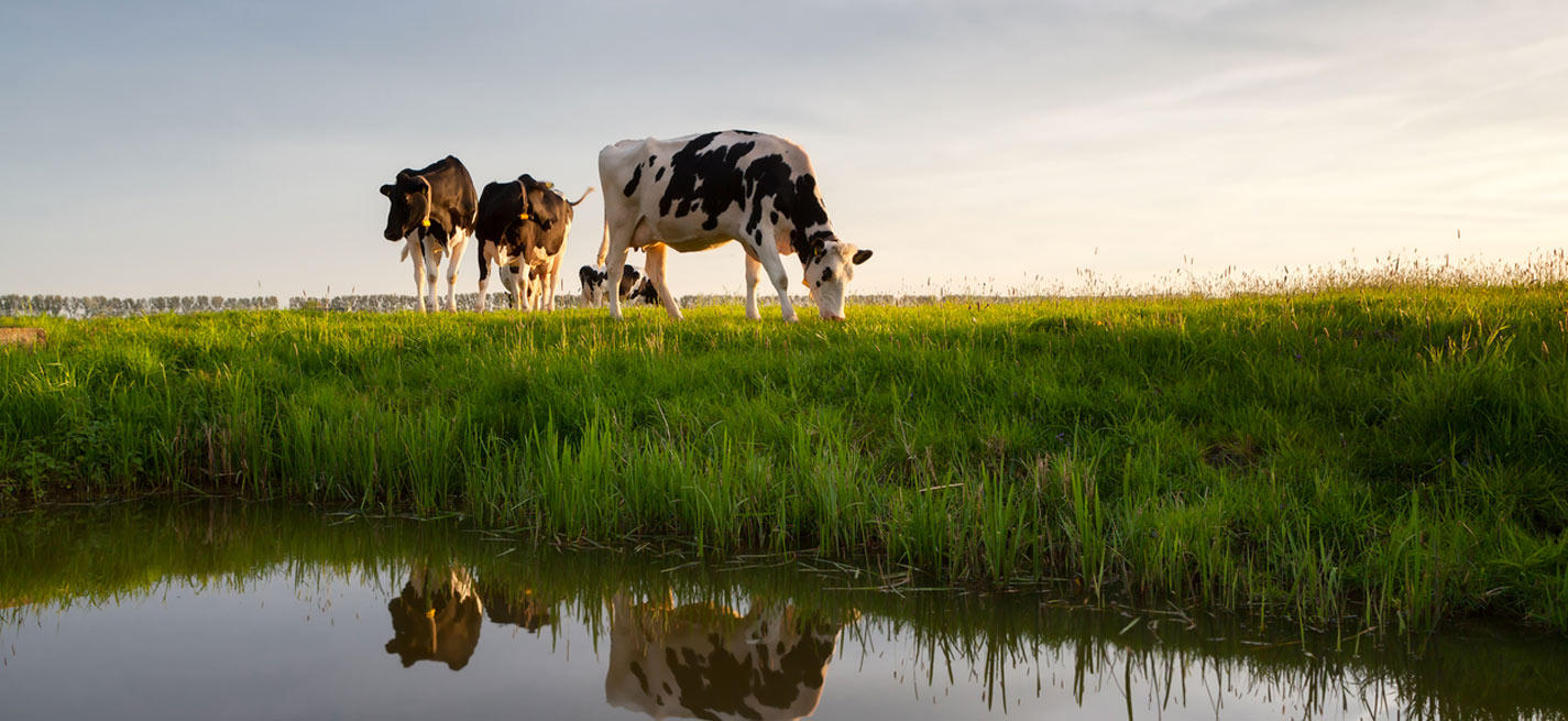 Des vaches à côté d'un plan d'eau