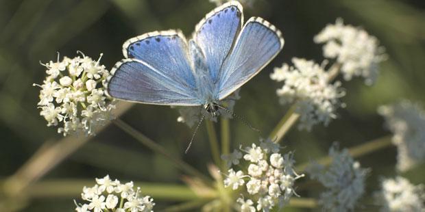 papillon et biodiversité