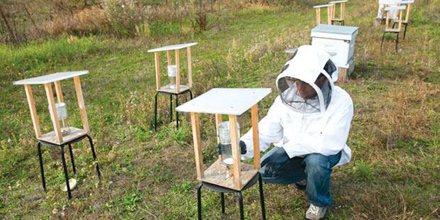 Piégeage expérimental des ouvrières à l’Inra