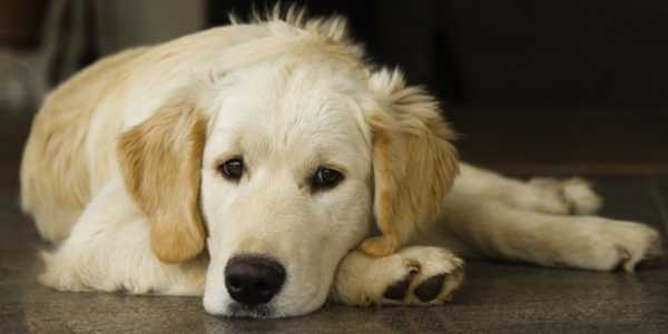 golden retriever calme