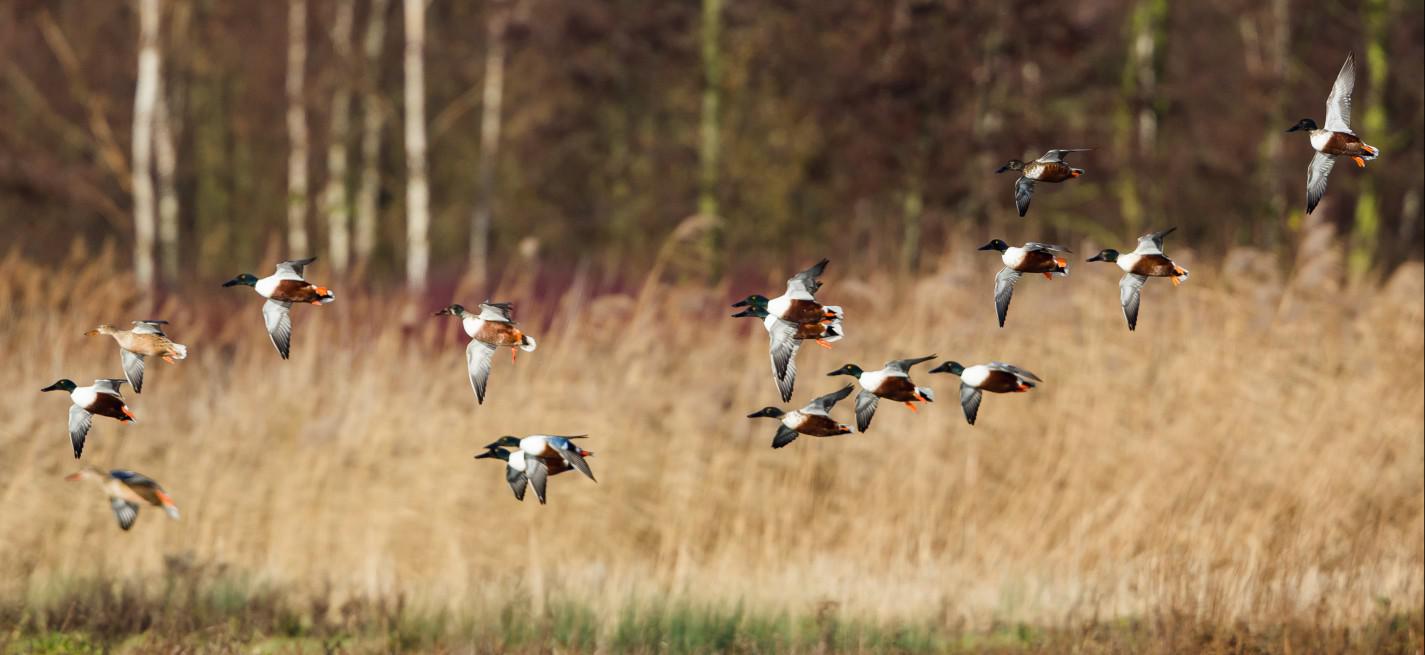 canards sauvages