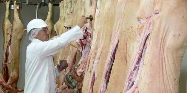 Inspecteur en abattoir