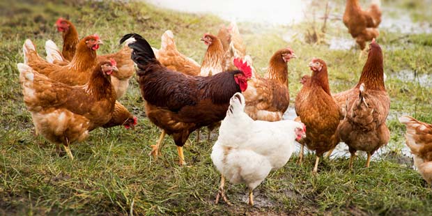 Des poulets en plein air