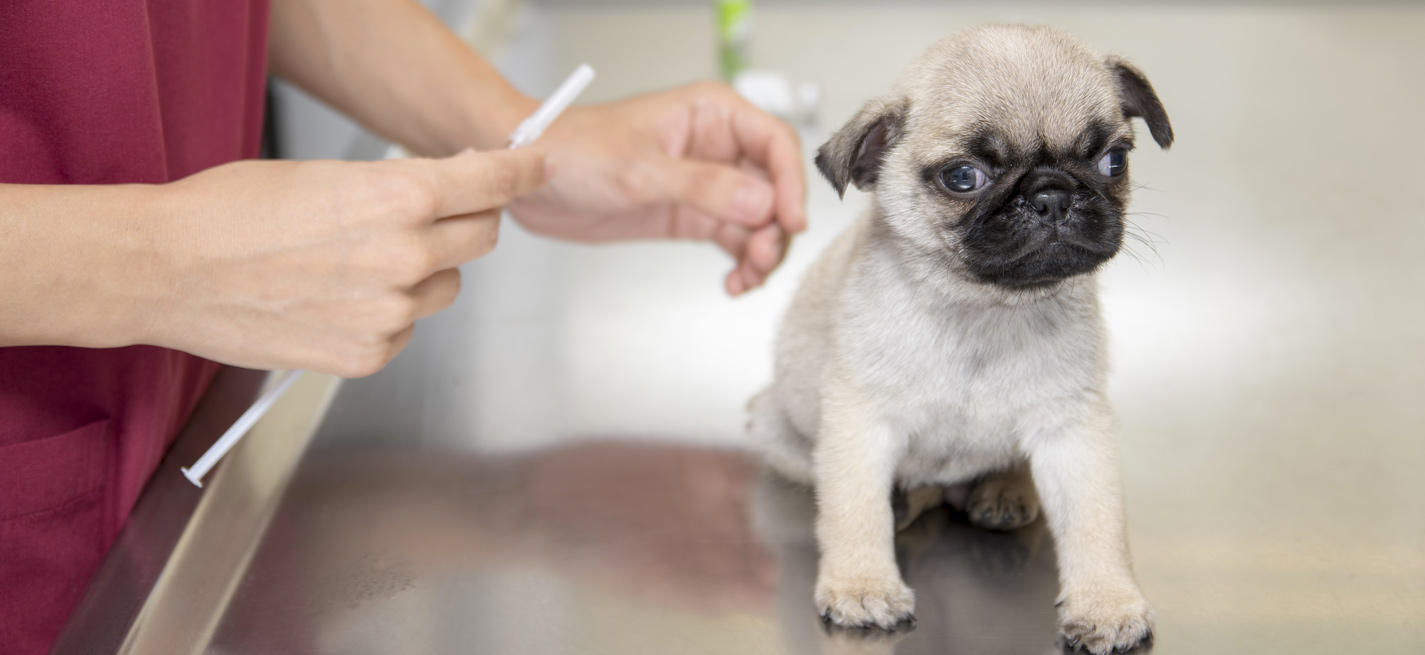 vaccination chiot