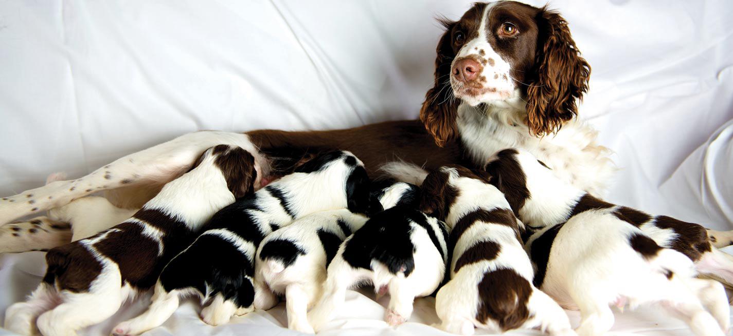 Une chienne  avec ses chiots en train d’allaiter