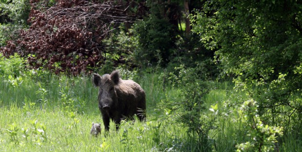 sanglier en lisière de forêt