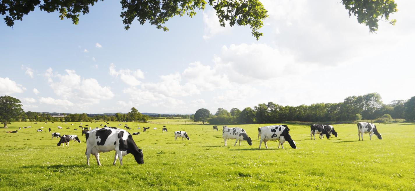 vache pré