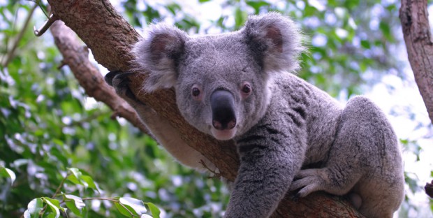 koala