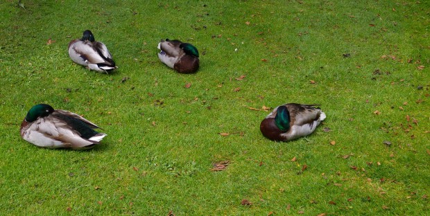 Des canards 