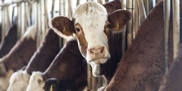 un élevage de vaches Simmental 