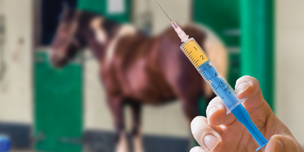 Un cheval qui va être vacciné