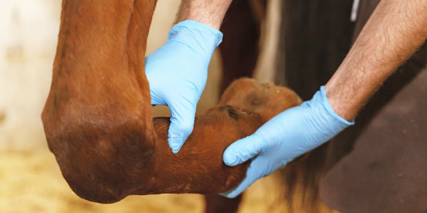 Examen du tendon d'un cheval