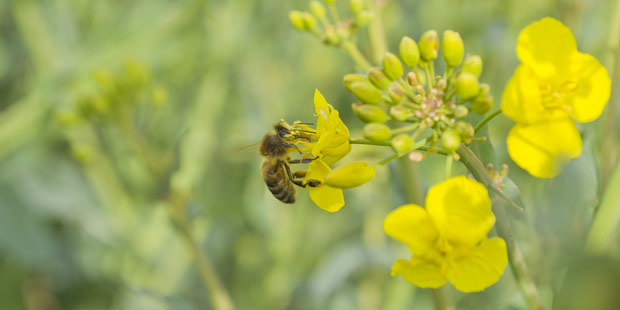 Insecte pollinisateur