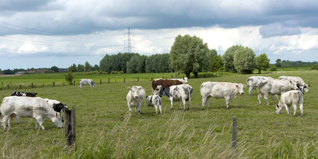 troupeau de vaches blanc bleu belges dans un pré