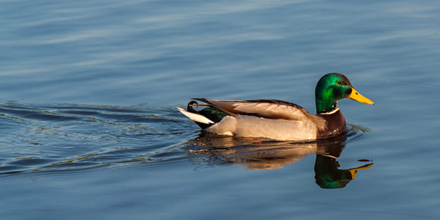 Un canard colvert sur l'eau