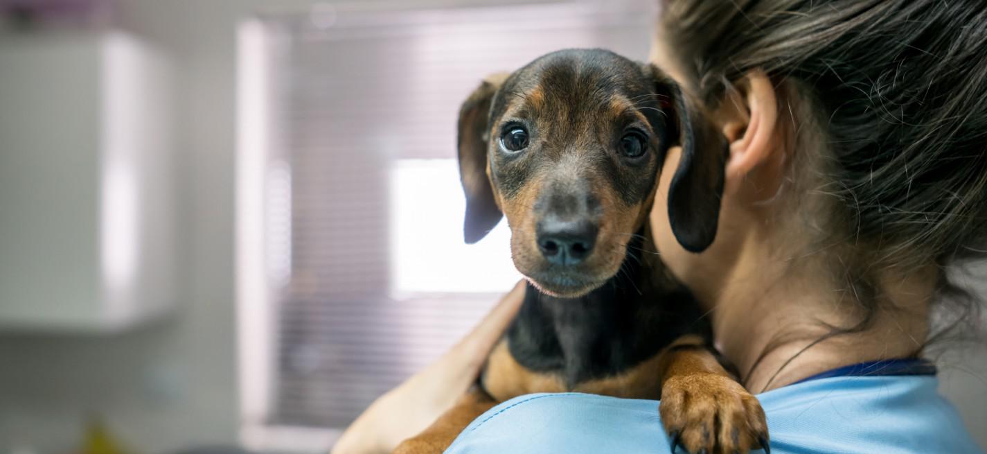 chiot teckel et vétérinaire