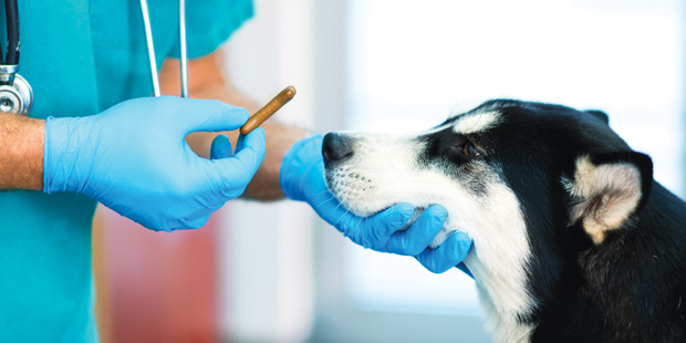 Un vétérinaire donnant un biscuit à un  chien