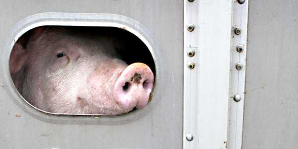 Transport en camion de porcs