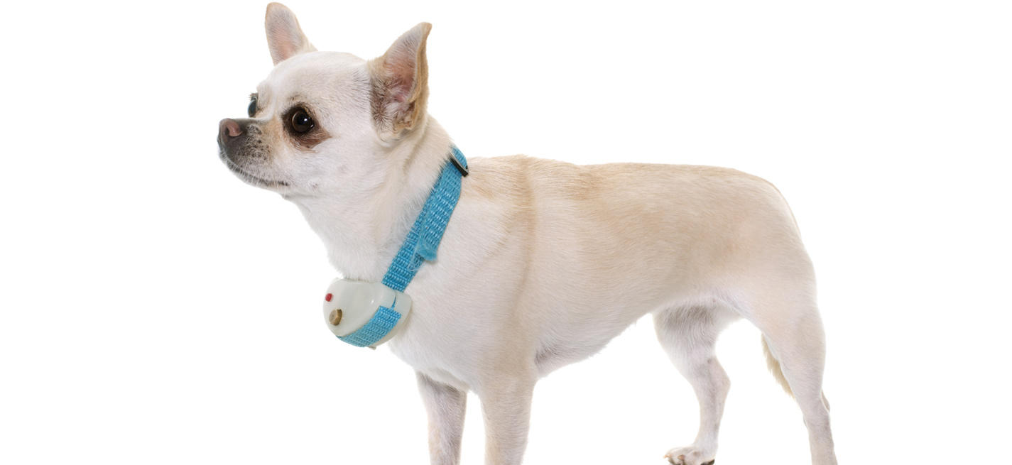 chien équipé d'un collier électrique