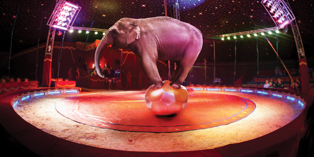 Un éléphant sur un ballon dans un cirque