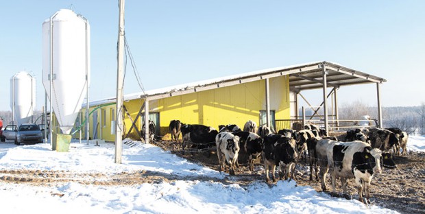 Des vaches laitières dans un élevage en Russie