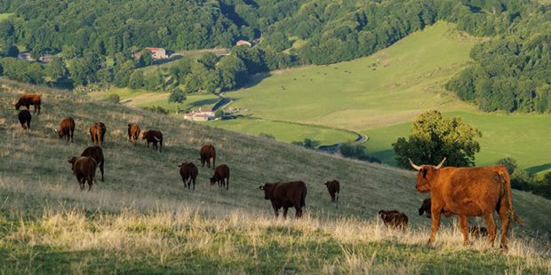 vaches, Auvergne