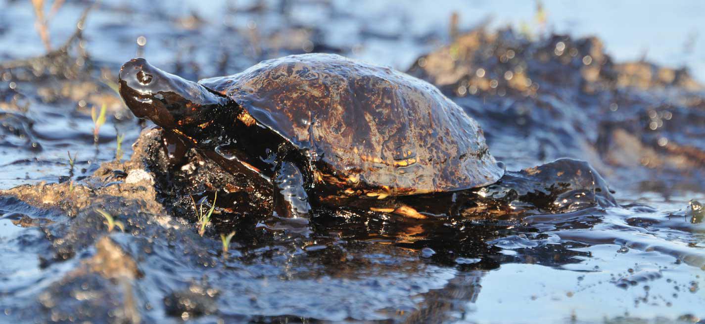 une tortue avec de l'hydrocarbure sur elle