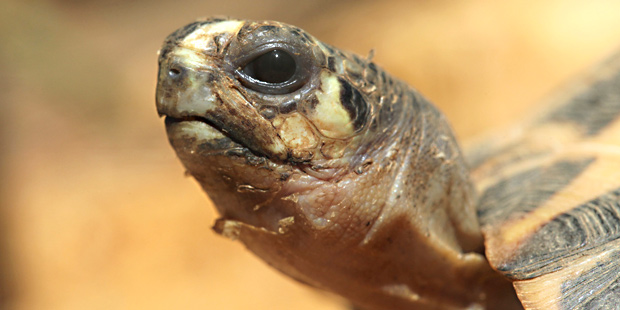 Tête d’une tortue de Madagascar