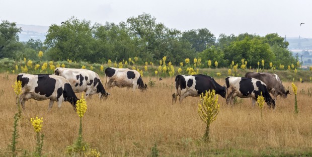 Troupeau de vaches en Bulgarie 