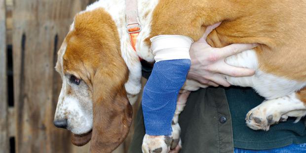 Un chien avec un bandage à la pate