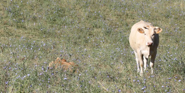 vache blonde d'Aquitaine et son veau au pré