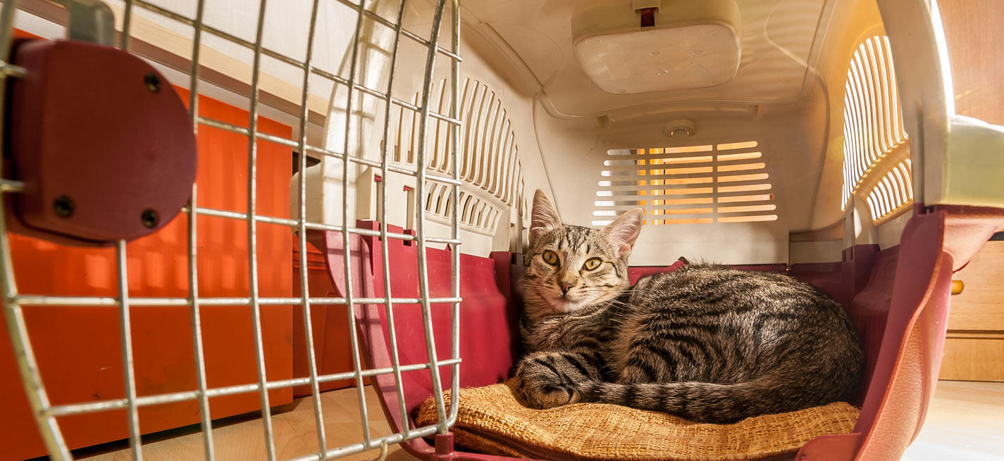 chat dans cage de transport