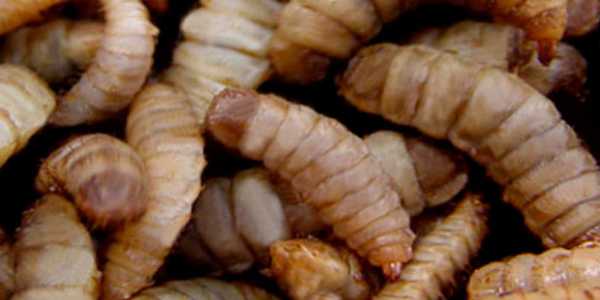 Entomophagie, larves d'insectes comestibles 