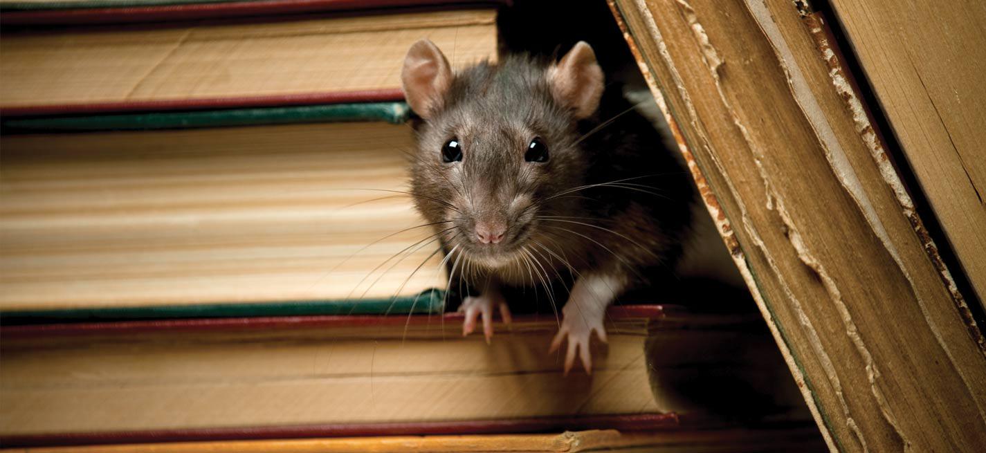 Un rat dans des livres