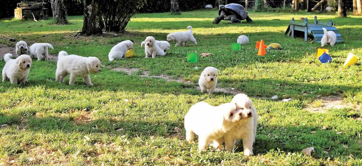 pleins de petits chiens blancs