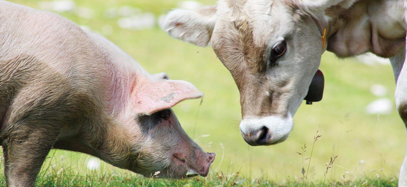 Un veau et un cochon