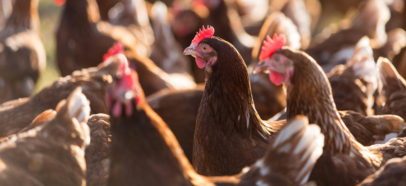 Poules