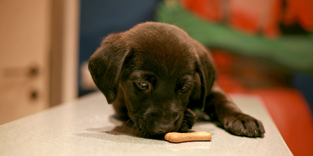 Croquette chien