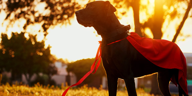 Chien sentinelle avec une cape rouge