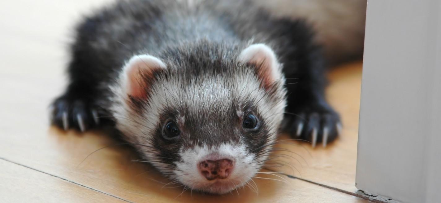 furet